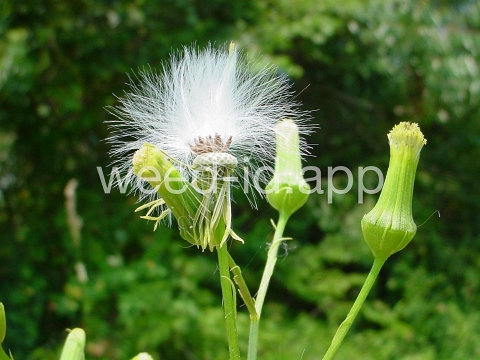 burnweed, American